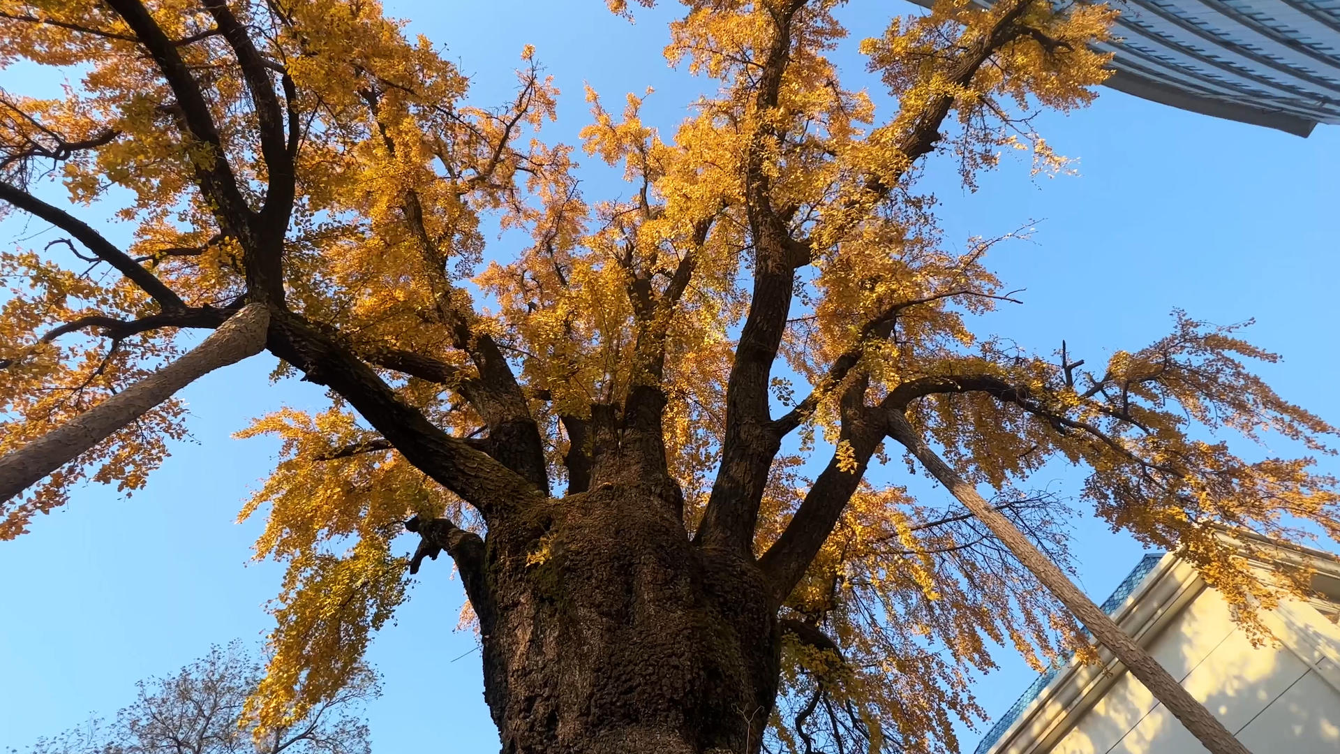秋天秋色金黄色银杏树蓝色天空4k素材视频的预览图