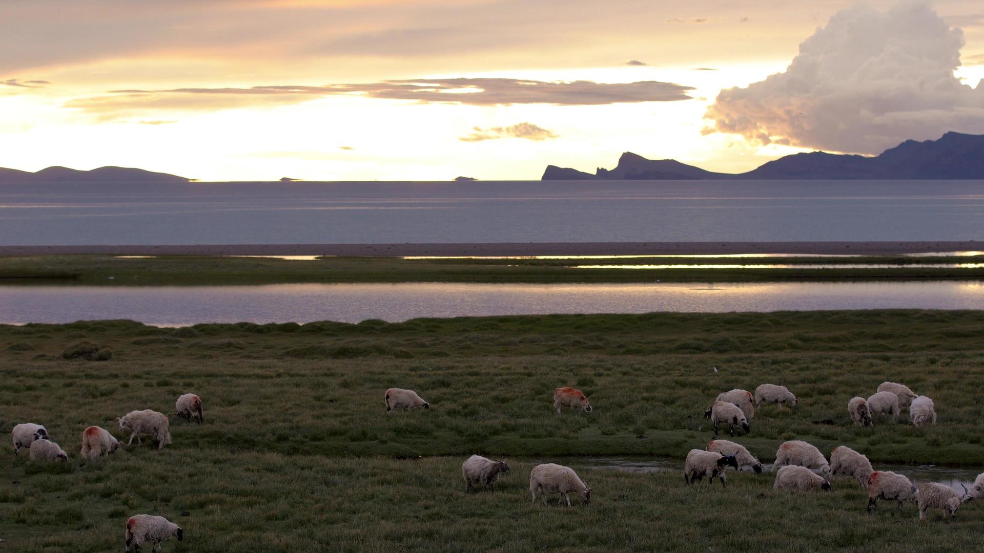 夕阳下养殖绿地上放牧羊视频的预览图