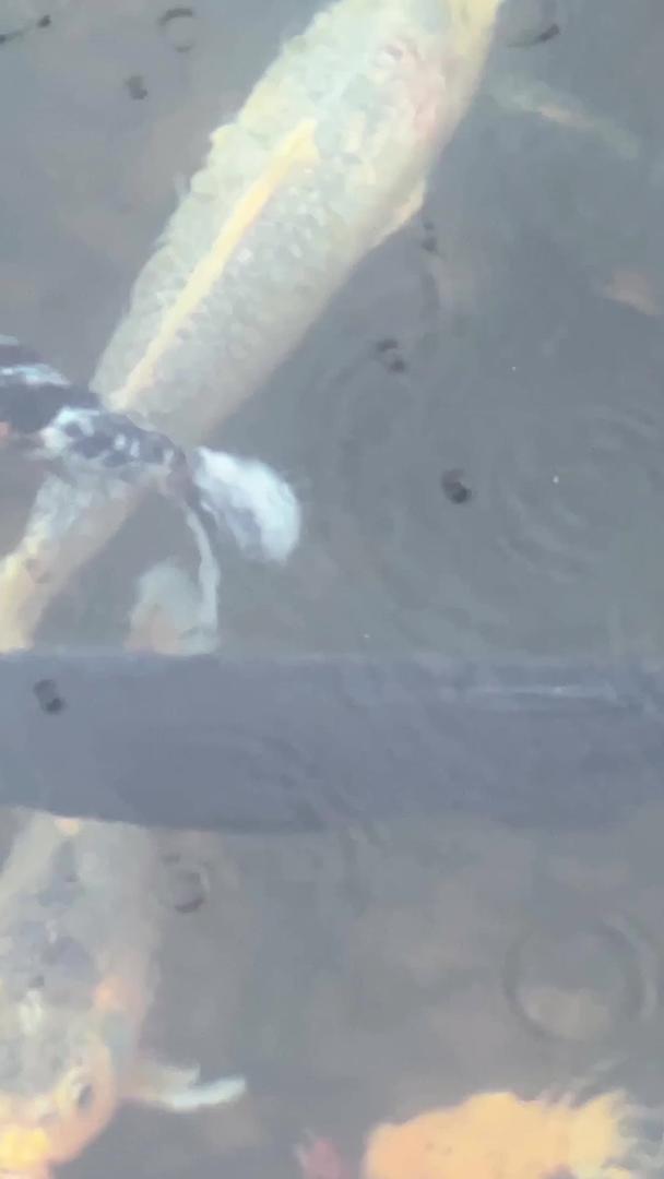 城市雨天宠物金鱼锦鲤素材视频的预览图