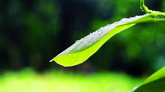 4K春雨滴落绿叶高速实拍视频的预览图