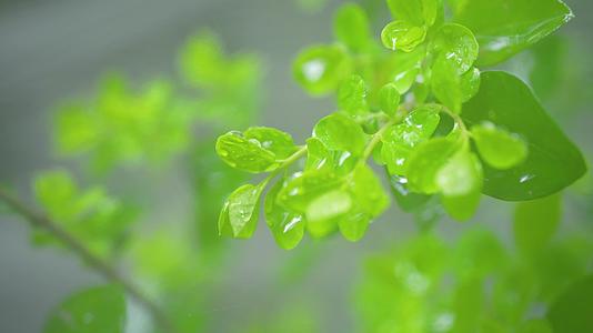 雨滴、雨滴、高清微距植物滑落视频的预览图