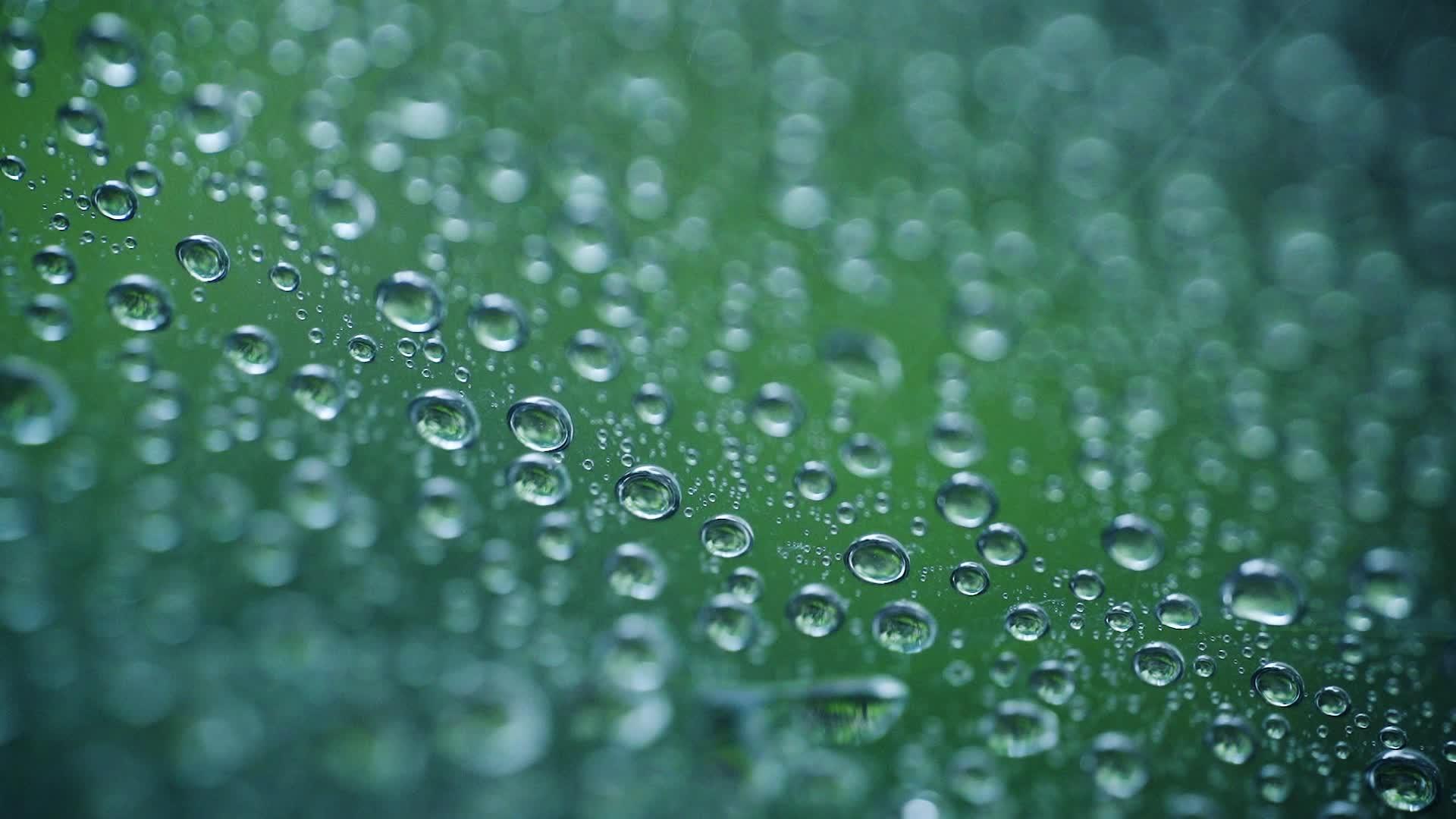 高清晰度唯美微距雨滴水升格视频的预览图