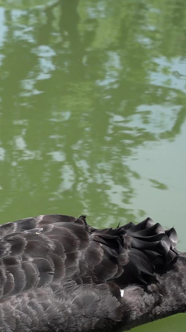 公园里的黑天鹅视频的预览图