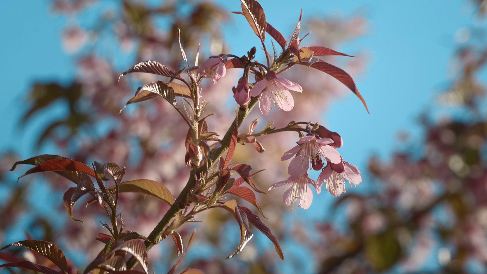 冬天的樱花在春天的阳光下绽放视频的预览图