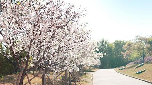阳光下的樱花树视频的预览图