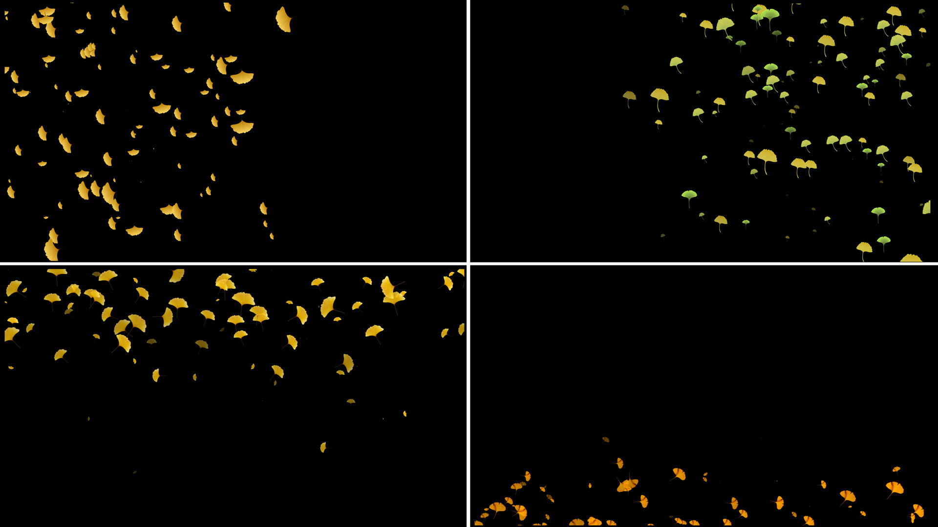 一组银杏叶粒子动画视频的预览图