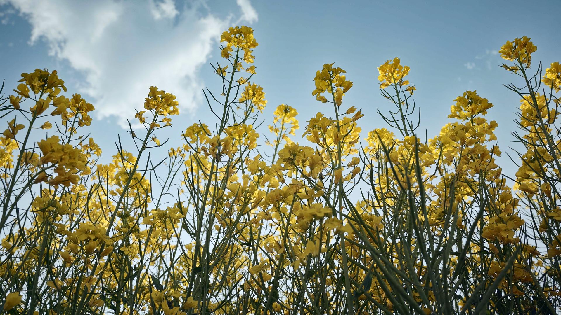 春日蓝天白云下的油菜花视频的预览图