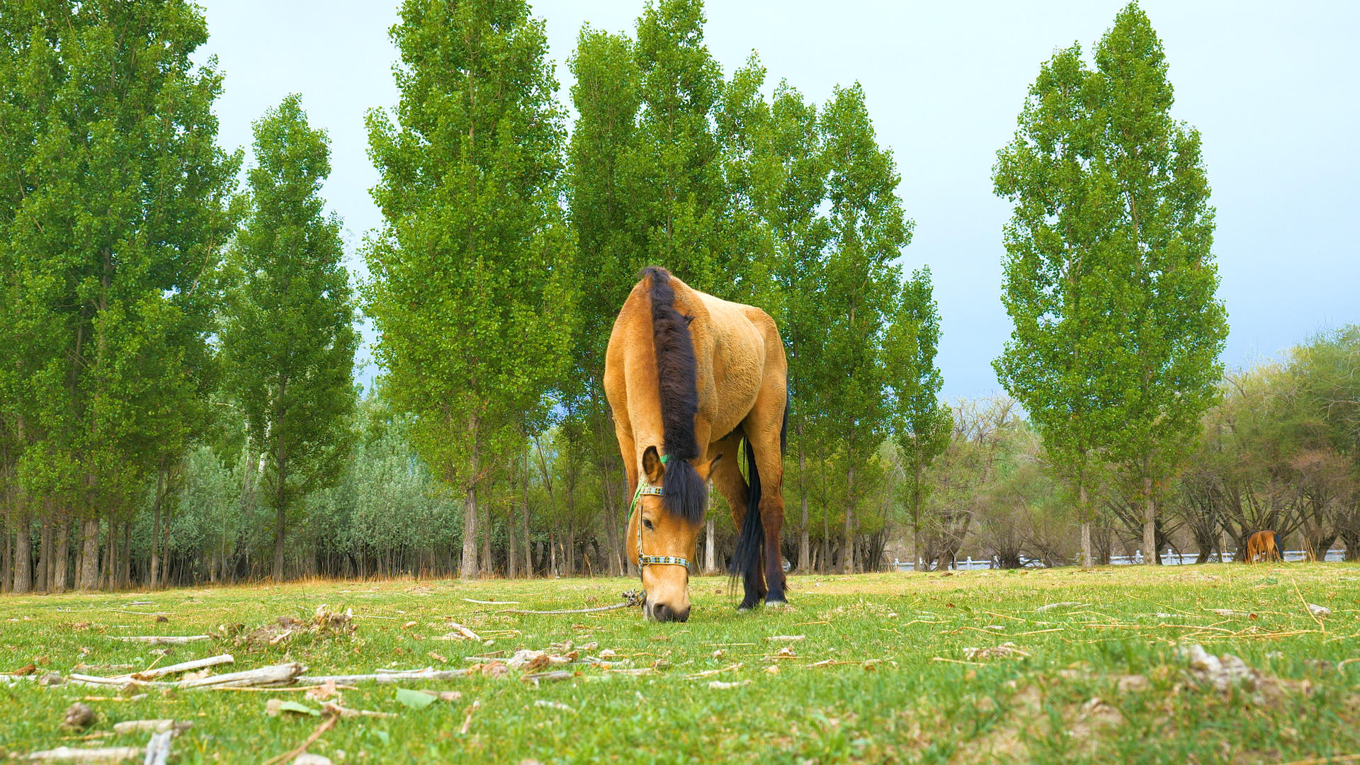 4k实拍草坪上马匹悠闲吃草视频的预览图
