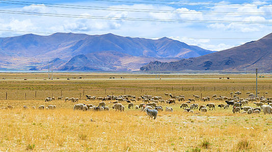 4k实拍蓝天白云下青藏高原羊群视频的预览图