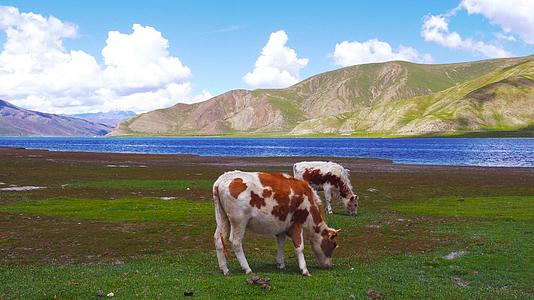 高原牧场牦牛奶牛吃草视频的预览图