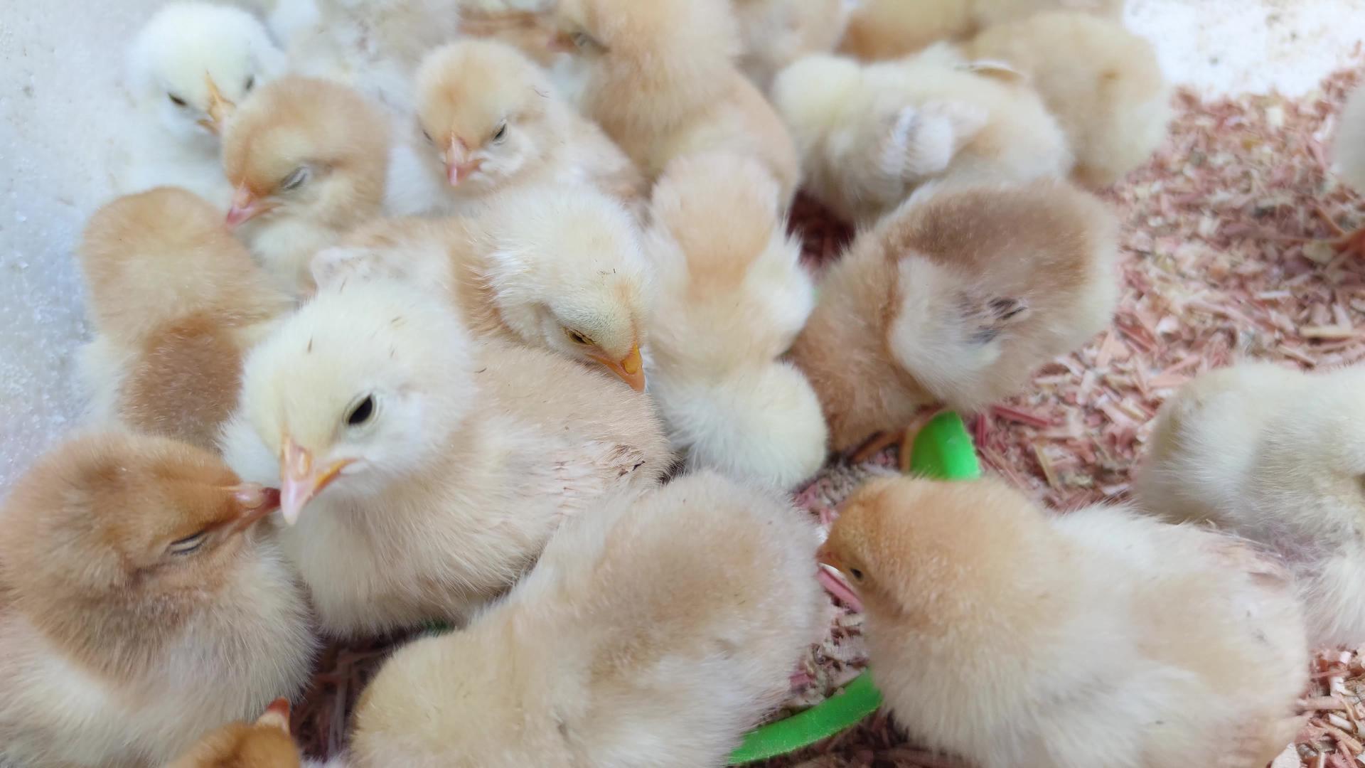 家禽养殖小鸡幼崽实拍视频的预览图