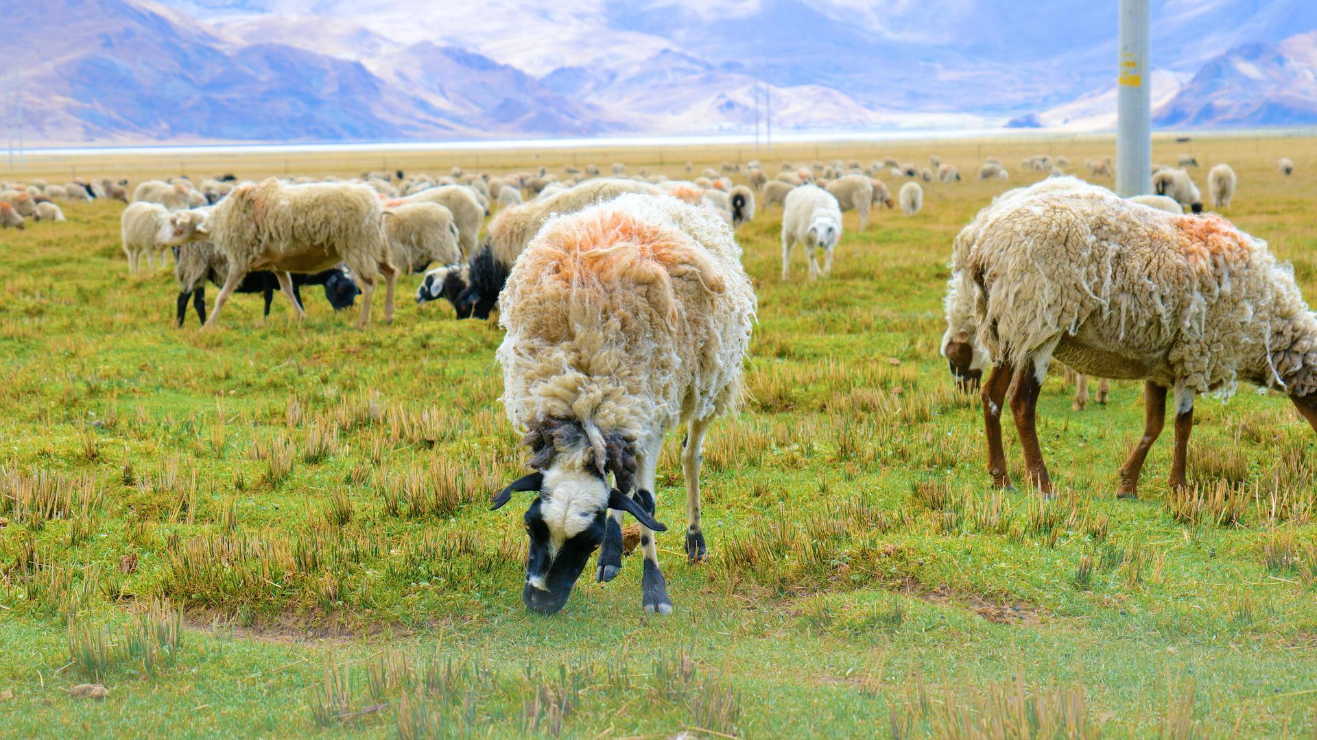 4k实拍畜牧业绵羊山羊吃草视频的预览图