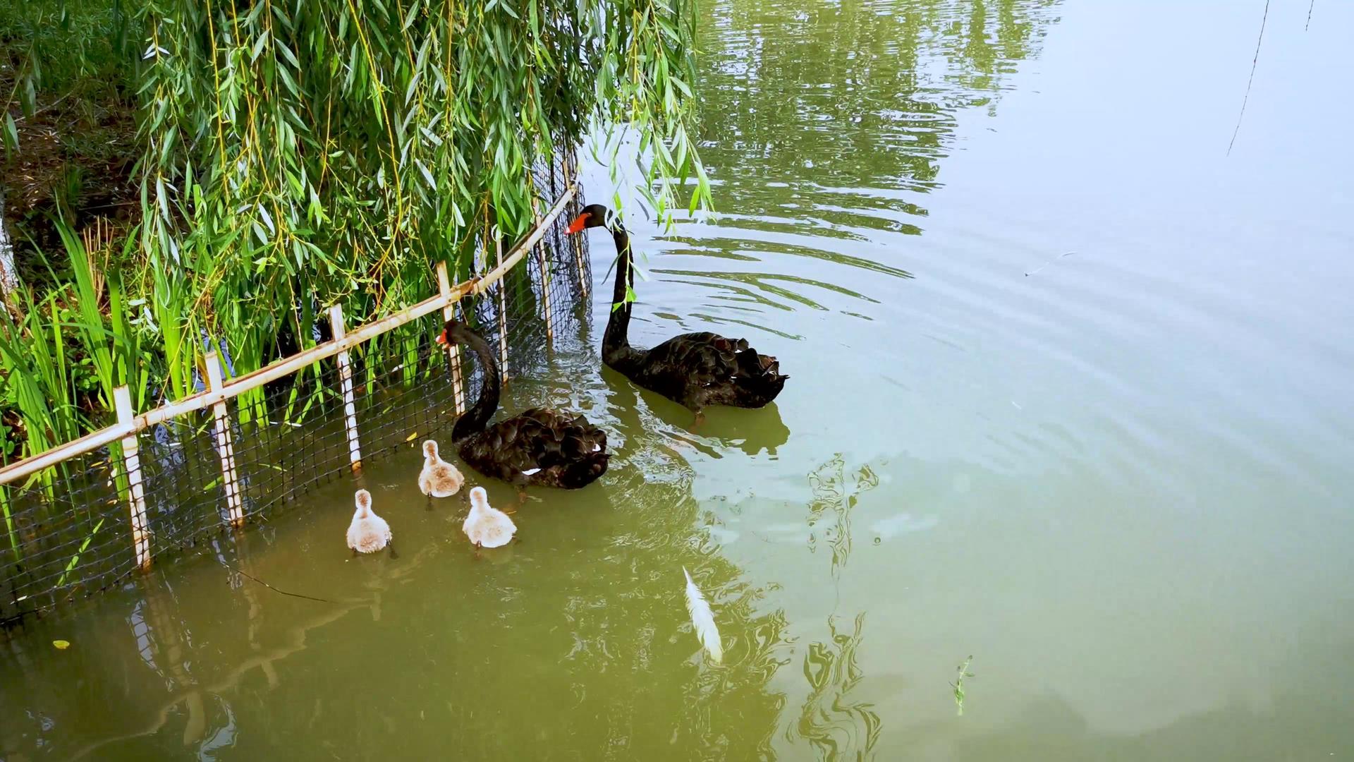池塘里嬉水觅食的黑天鹅视频的预览图