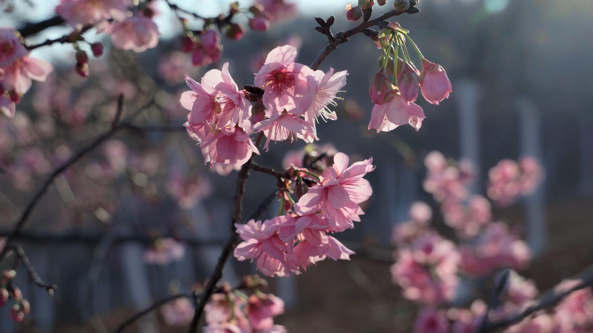 樱花在春天的阳光下绽放视频的预览图