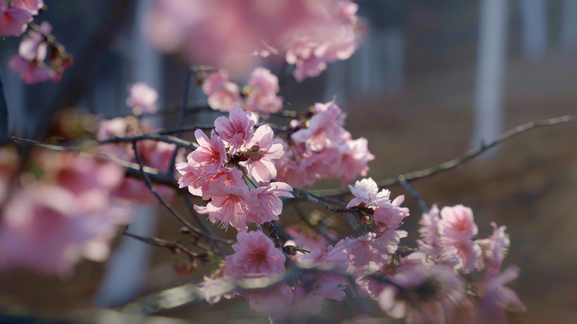 樱花在春天的阳光下绽放视频的预览图