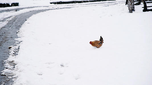 在雪地里觅食的4K鸡视频的预览图