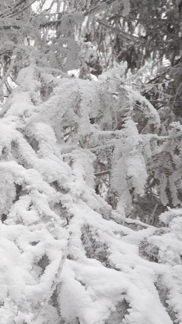 喀斯特地貌原始森林松柏树雪景视频的预览图