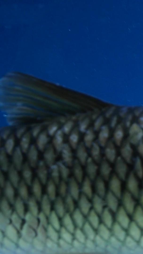 鱼缸里的草鱼活鱼生鲜食材视频的预览图