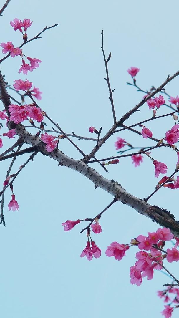 广州蓝天樱花樱花视频的预览图