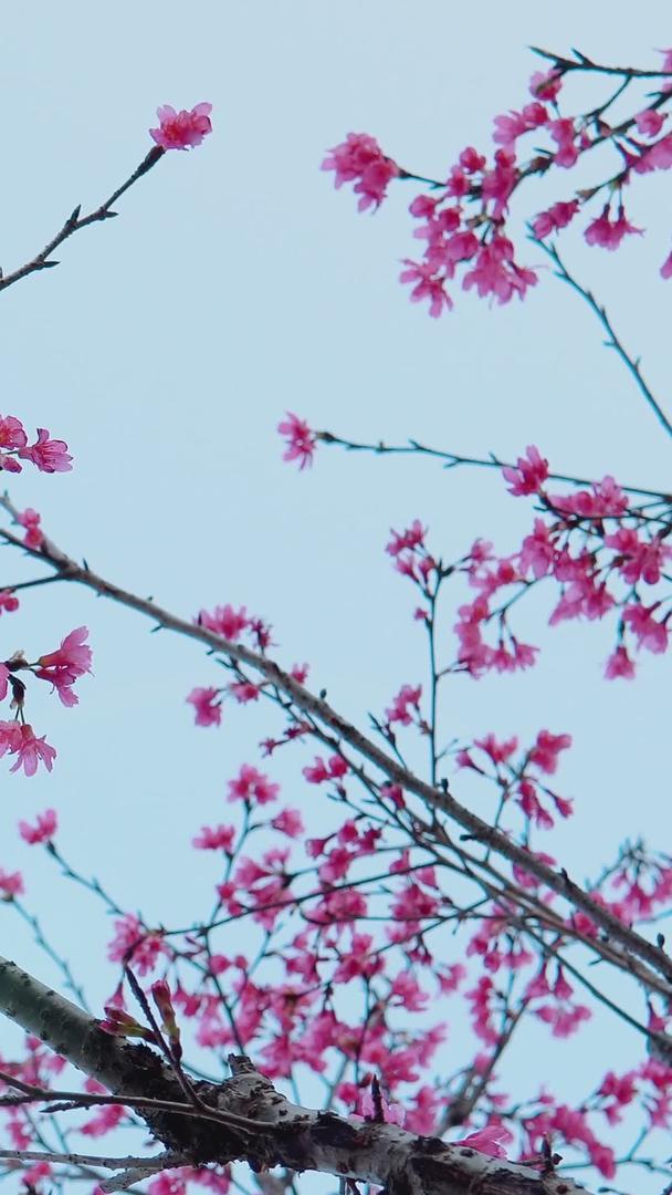 广州蓝天樱花樱花视频的预览图