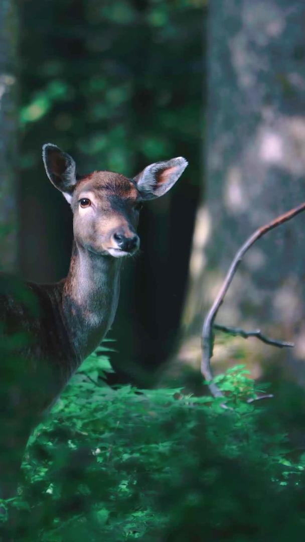森林森林中的野生保护动物视频的预览图