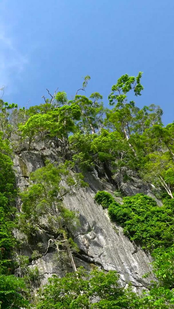 长在悬崖峭壁上的树木延迟了视频的预览图