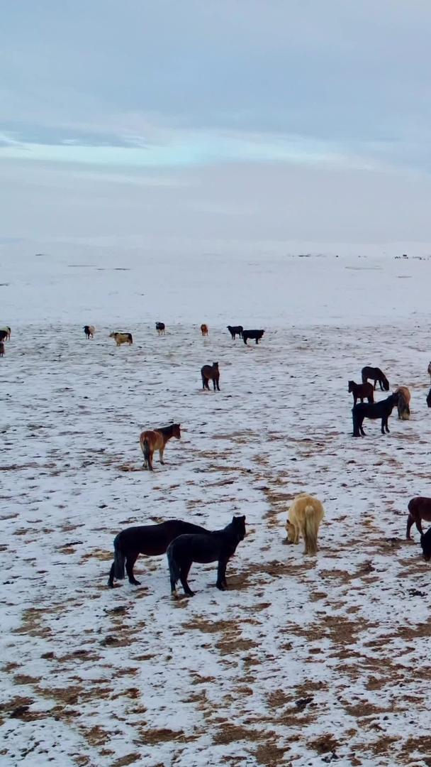 冬季草原上的马吃草视频的预览图