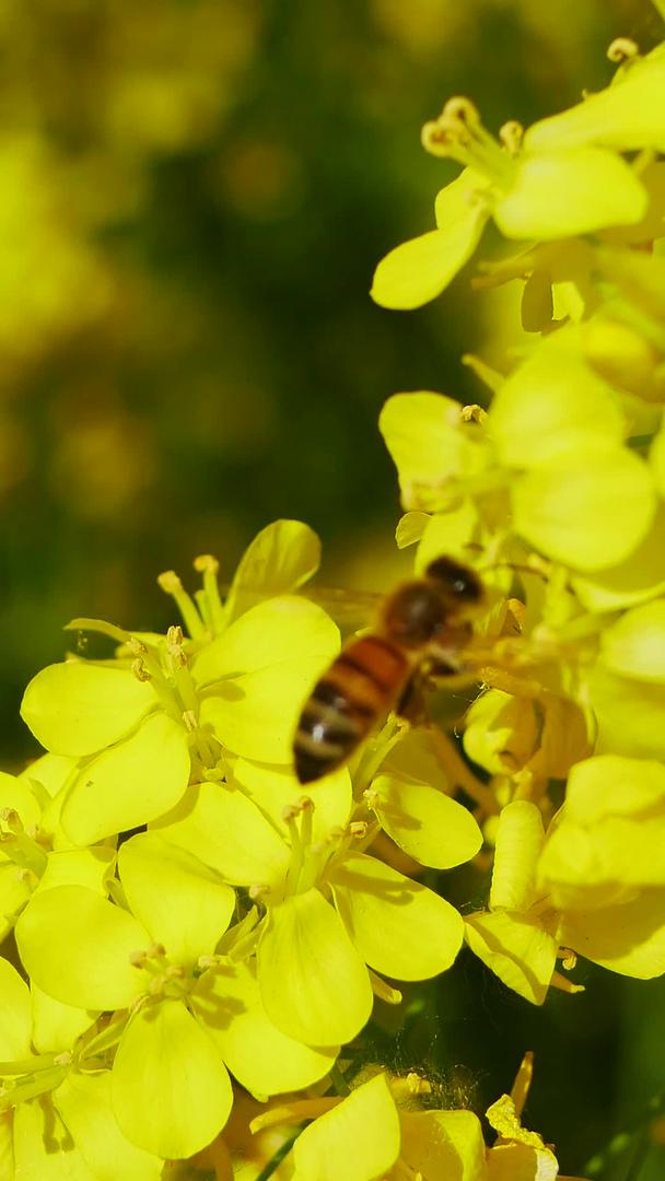 油菜花田里的蜜蜂视频的预览图