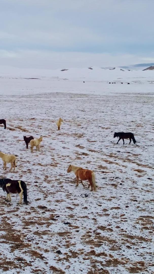 冬季草原上的马吃草视频的预览图