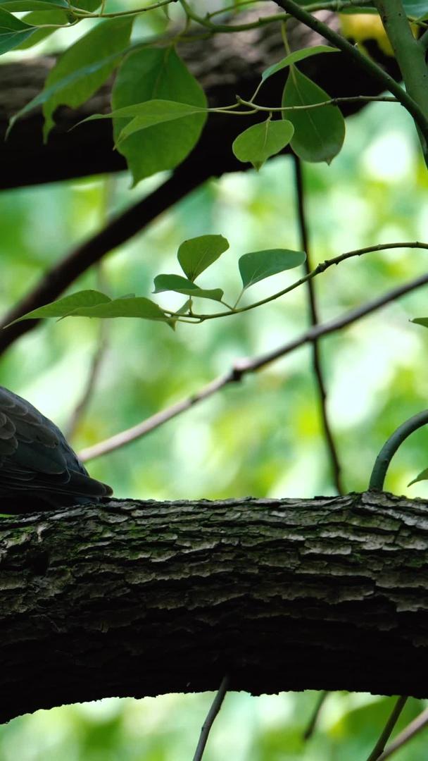 斑鸠特写视频在树干上休息视频的预览图