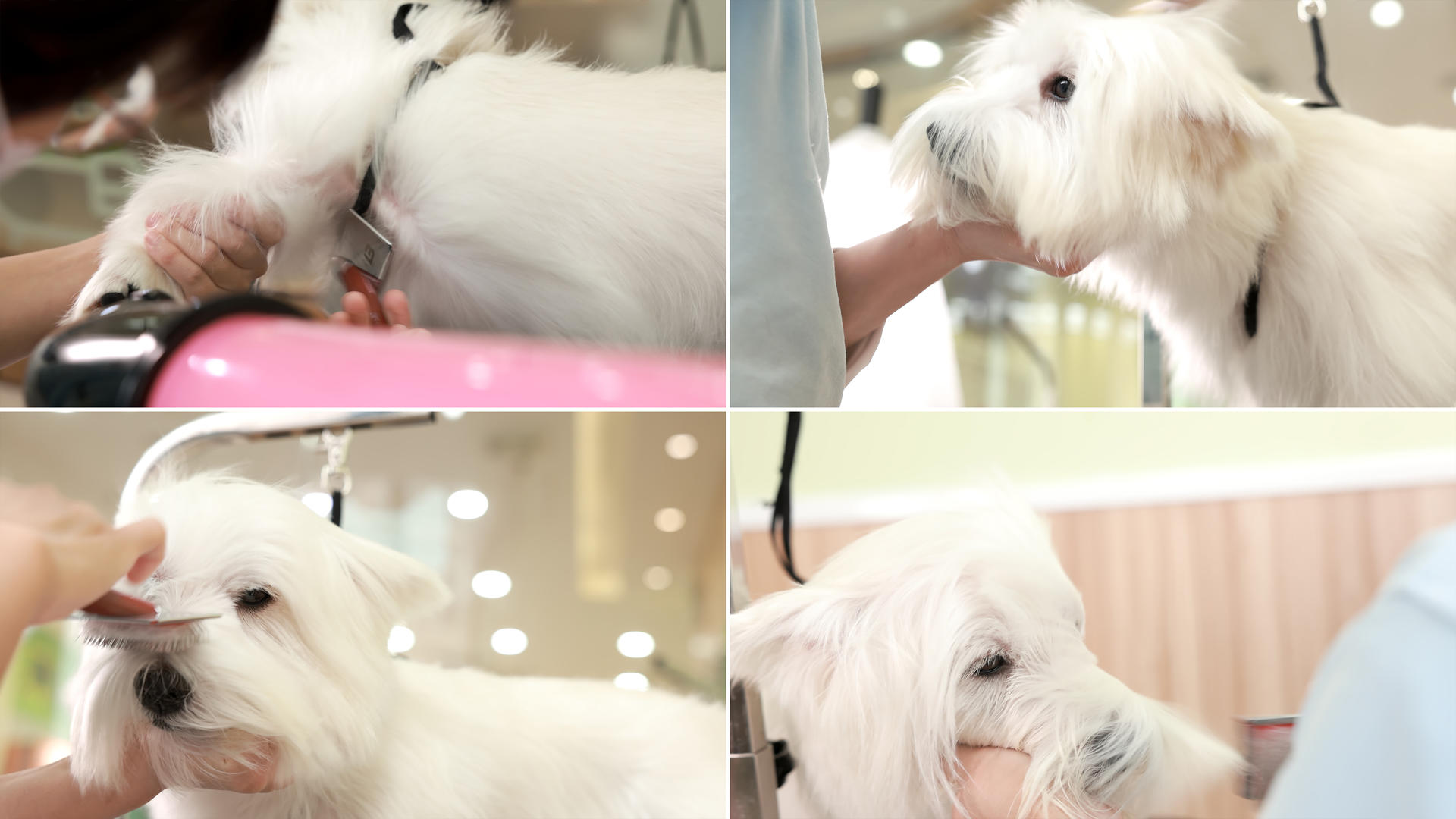 店员给洗完澡的狗狗梳毛视频的预览图