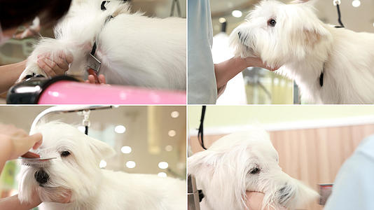 店员给洗完澡的狗狗梳毛视频的预览图