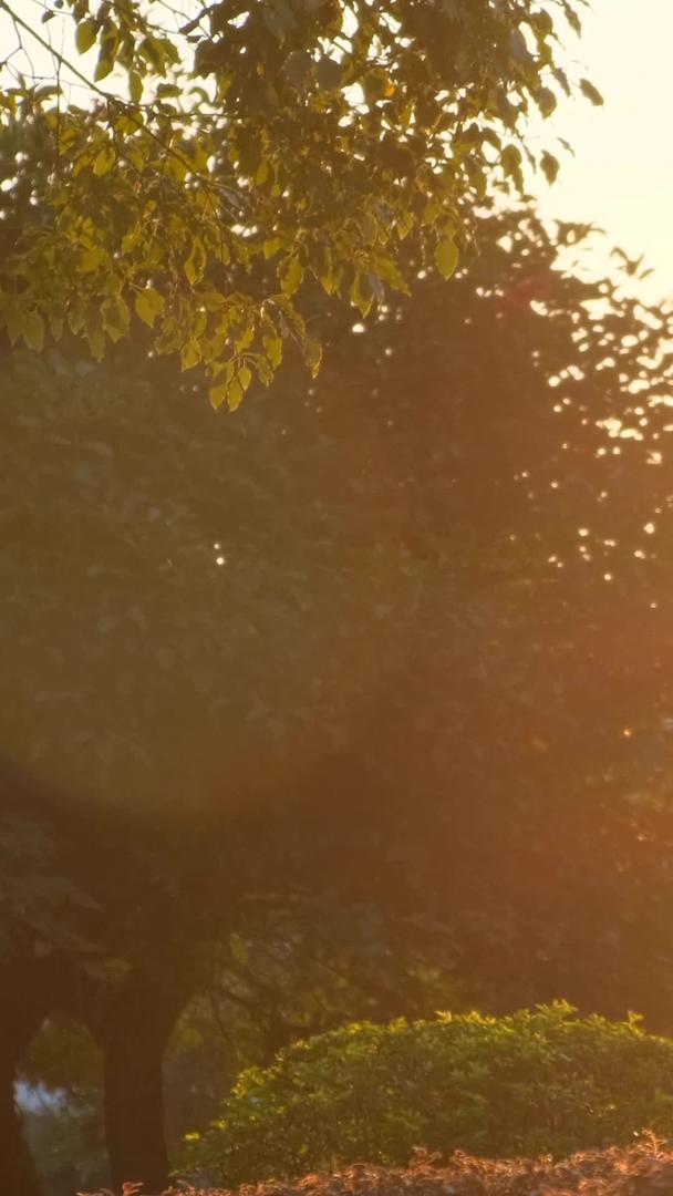 暑假开学时夕阳照耀着校园美丽的空镜视频的预览图