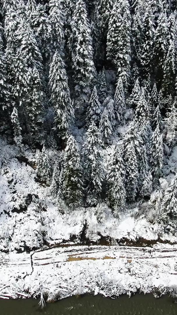 松树森林视频被雪覆盖的航拍视频的预览图