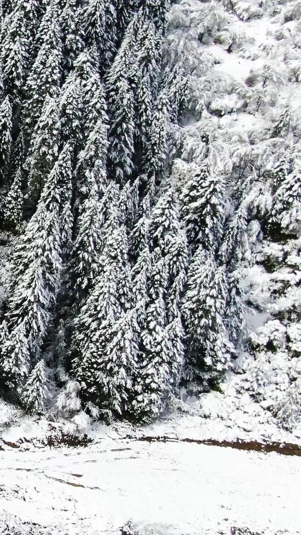 松树森林视频被雪覆盖的航拍视频的预览图