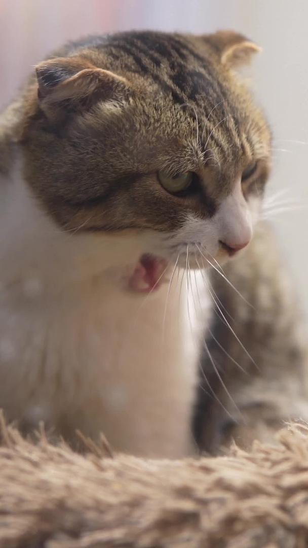 宠物猫洗脸视频的预览图