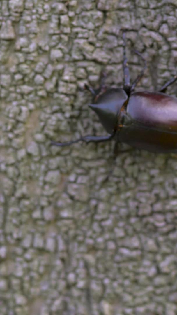 微距甲壳昆虫视频的预览图