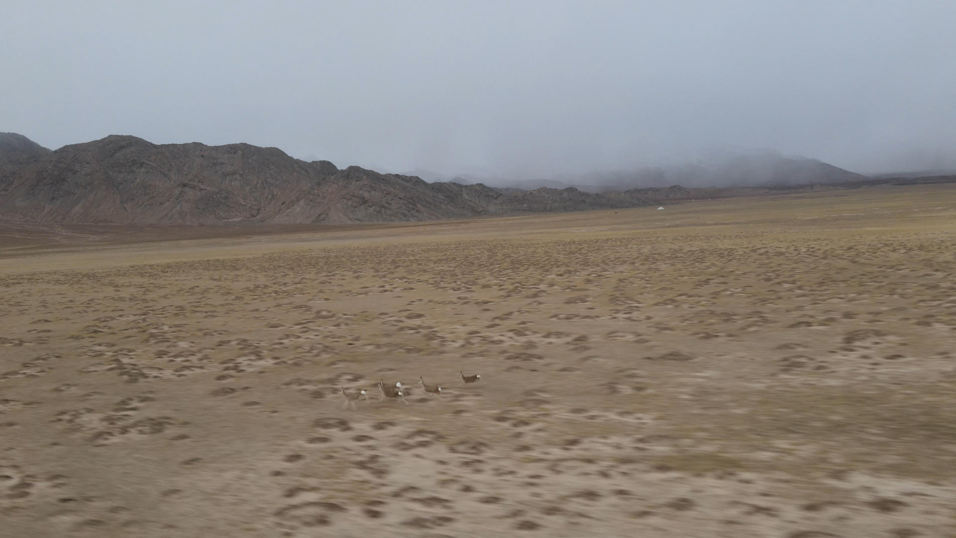 4K可可西里自然保护区藏原羚航拍视频的预览图