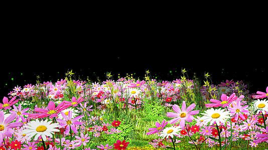 4k草地鲜花从背景素材视频的预览图