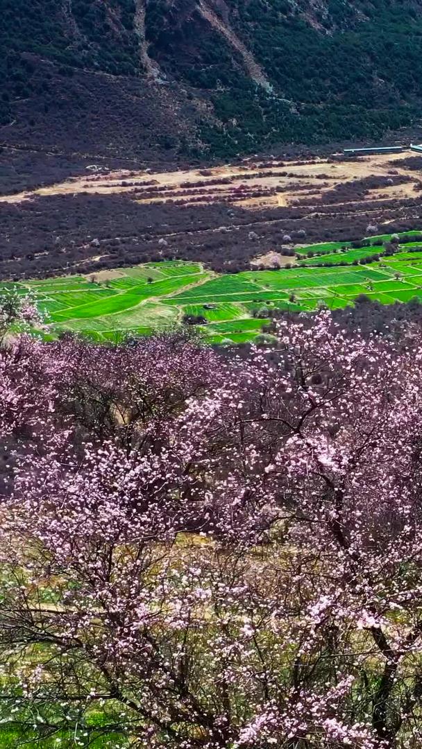 索松村桃花节航拍素材视频的预览图