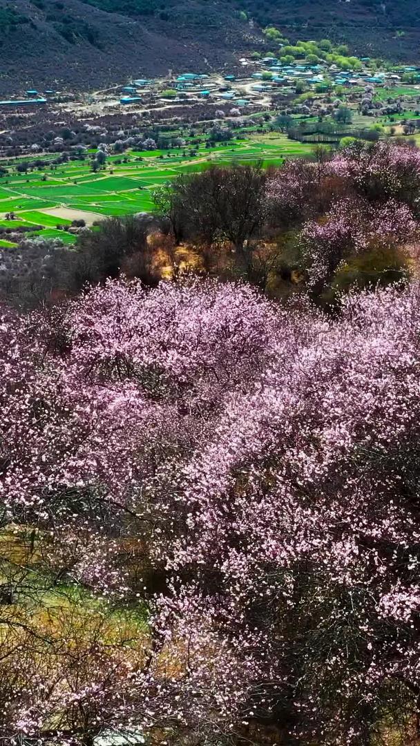 索松村桃花节航拍素材视频的预览图