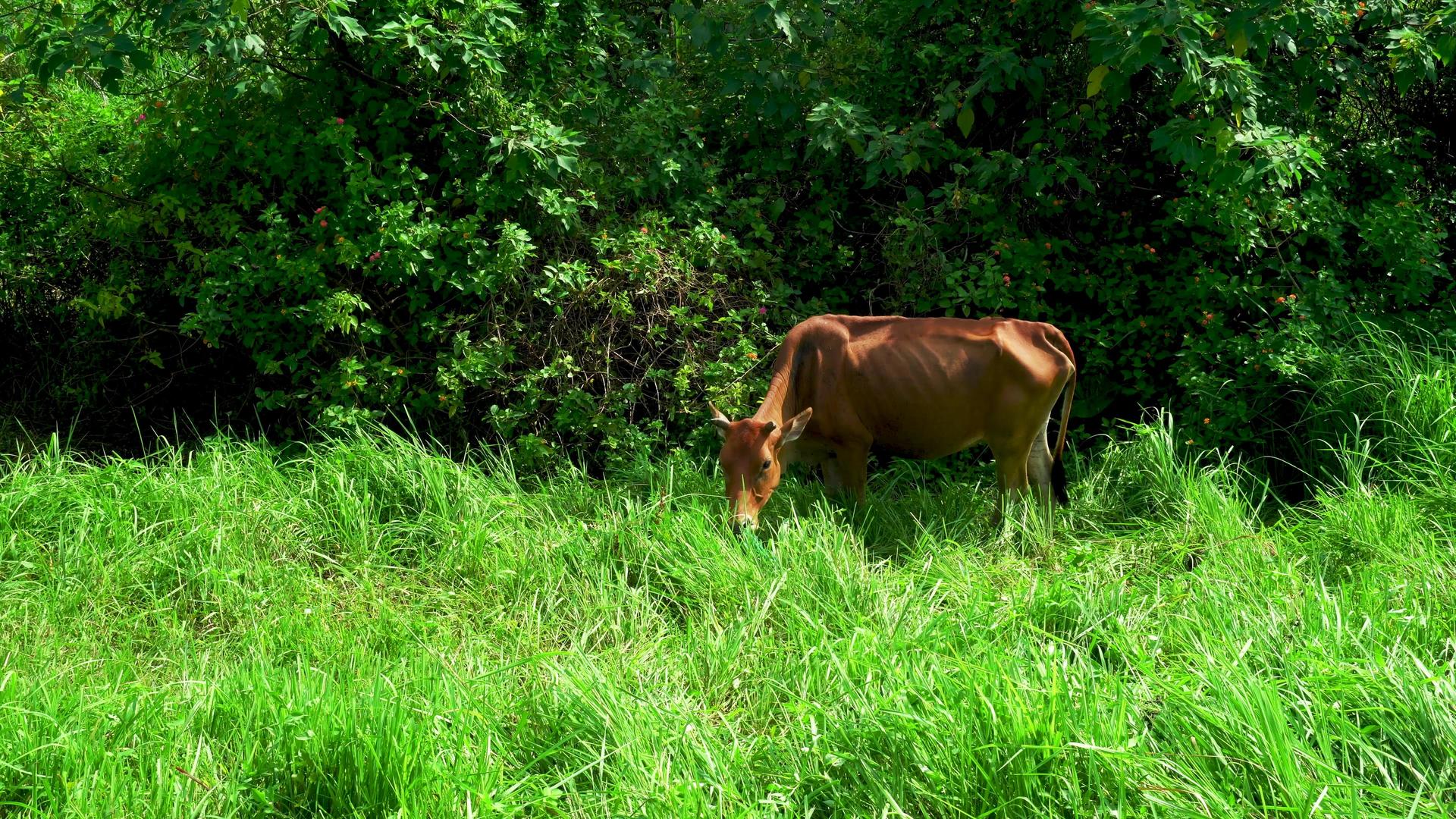 牛年休闲吃草的黄牛视频的预览图