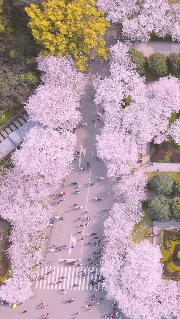 粉色浪漫樱花素材在武汉大学老建筑图书馆旁盛开视频的预览图
