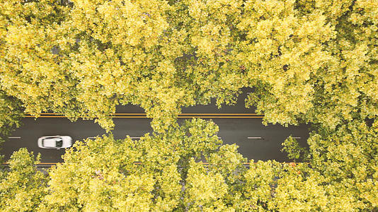 航拍城市风光秋天林荫道公路4k素材视频的预览图