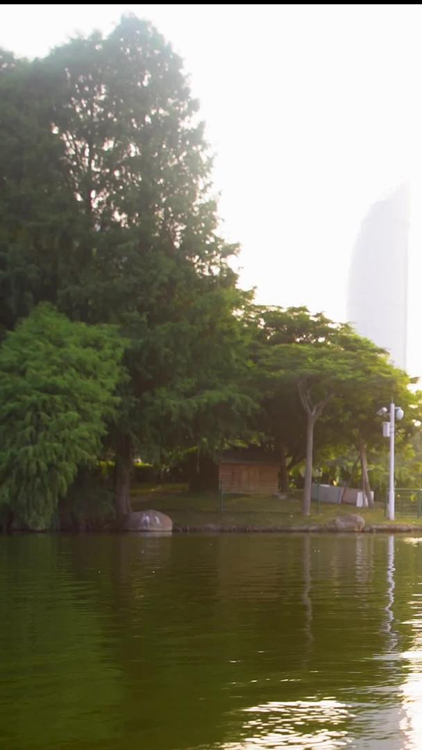 厦门大学芙蓉湖逆光天鹅视频的预览图