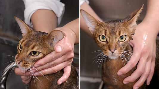 害怕洗澡的猫咪视频的预览图