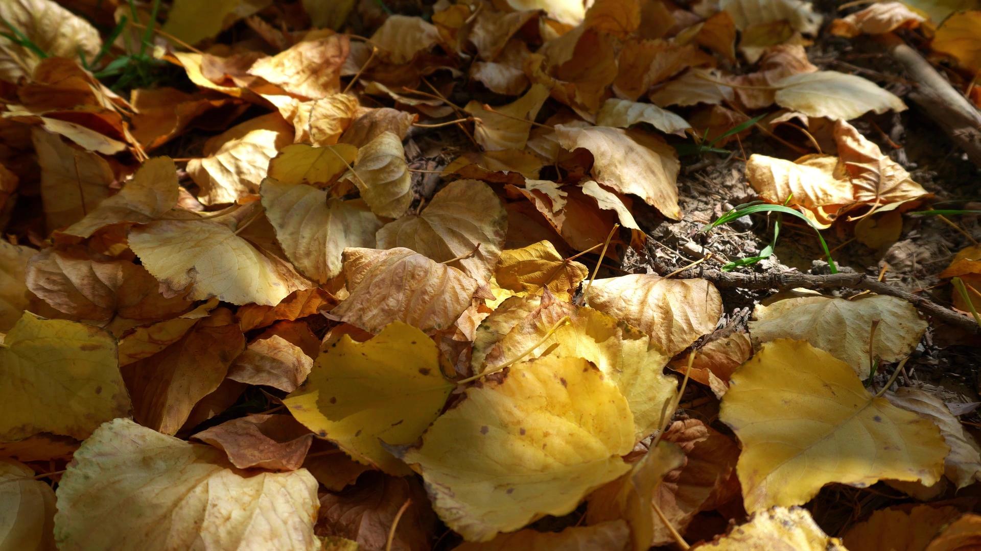 金秋满地黄金色叶子视频的预览图