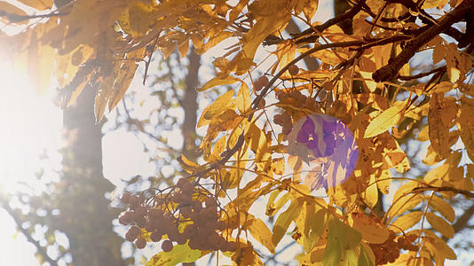深秋4k逆光唯美树上的树叶果实视频的预览图