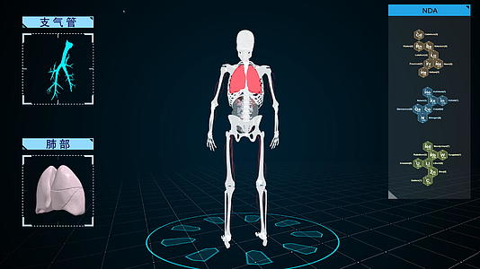 科技感4K人体骨骼肺部支气管展示视频视频的预览图