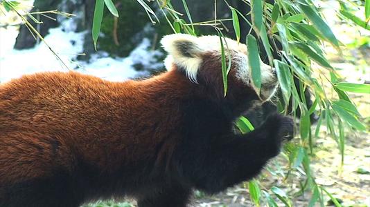 吃竹叶的小熊猫特写视频的预览图